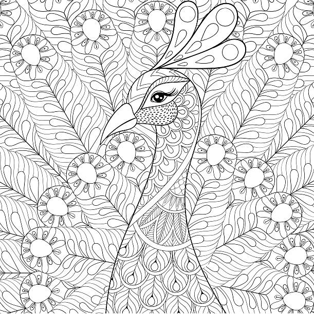 ilustraciones, imágenes clip art, dibujos animados e iconos de stock de peacock con feathers - adulto