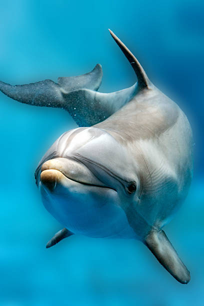 istock dolphin close up portrait detail while looking at you 614732616