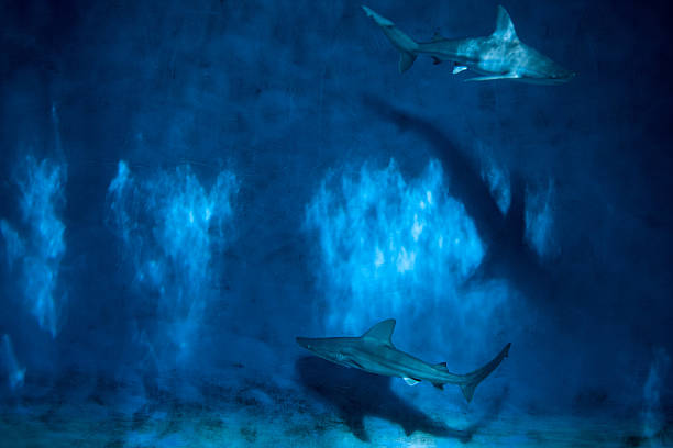 Grey shark jaws ready to attack underwater close up portrait