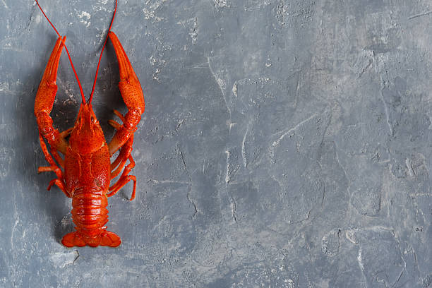 istock Fresh boiled crayfish with dill on a concrete background. 614732804
