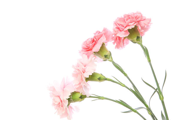 istock Bouquet of carnation 614734640