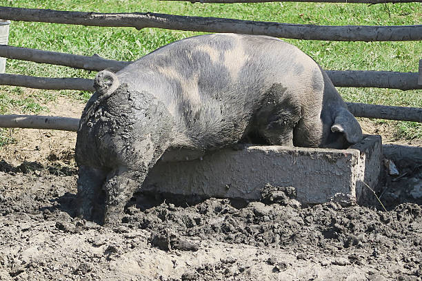 An overhead shot of two hogs resting in muddy water on a hot summer day.
