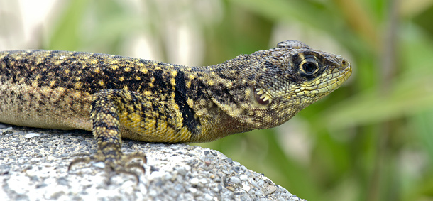 SAO PAULO, SP, BRAZIL -  FEBRUARY 15, 2015 - Small lizard, Tropidurus oreadicus, very common in various regions of Brazil