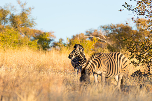 Herd of Zebras in the bush. Wildlife Safari in the Kruger National Park, major travel destination in South Africa.