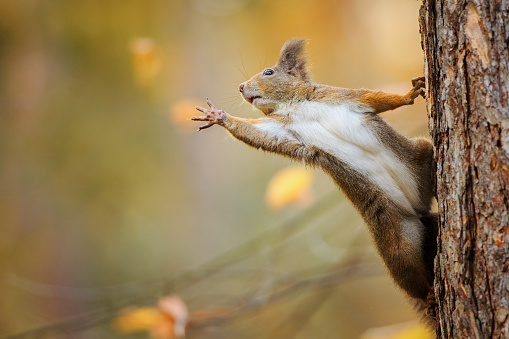 Cute red squirrel on the tree trunk eagerly reaching for what she want most by her paws