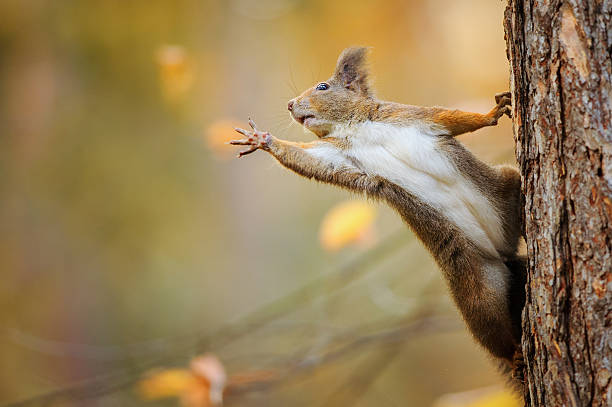 Squirrel eagerly reaching for what she want most Cute red squirrel on the tree trunk eagerly reaching for what she want most by her paws squirrel stock pictures, royalty-free photos & images