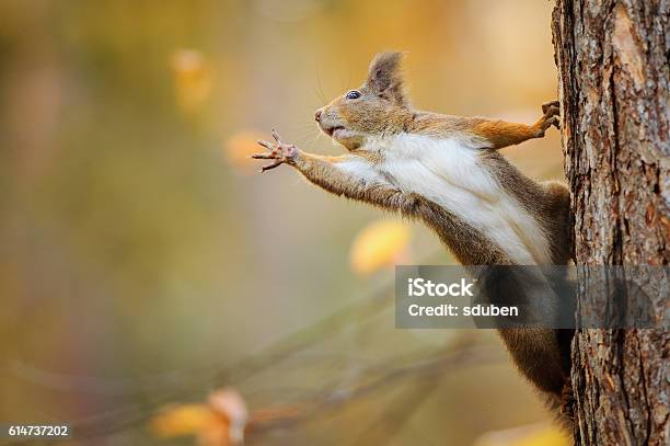 Squirrel Eagerly Reaching For What She Want Most Stock Photo - Download Image Now - Squirrel, Animal, Autumn