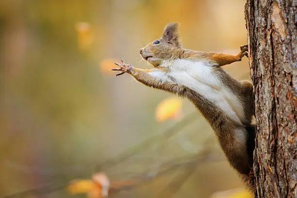 Photo of Squirrel eagerly reaching for what she want most