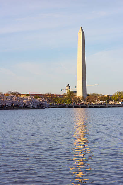 istock The obelisk with reflection at cherry blossom time. 614738016