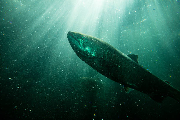 istock Salmon Columbia River Oregon. 614738742