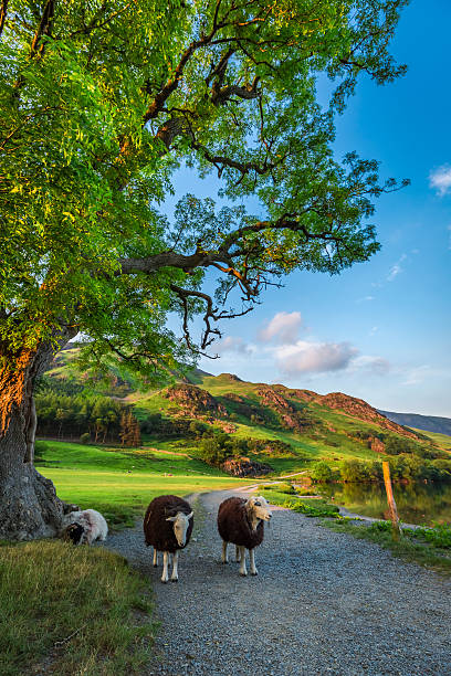 istock Sheeps on footpath at sunset in the Lake District, England 614739098