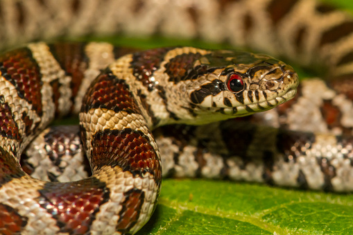 An Eastern Milk snake isolated on a green leaf.