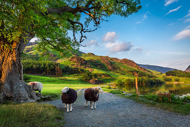deux moutons curieux au pâturage au coucher du soleil à lake district - farm lake photos et images de collection