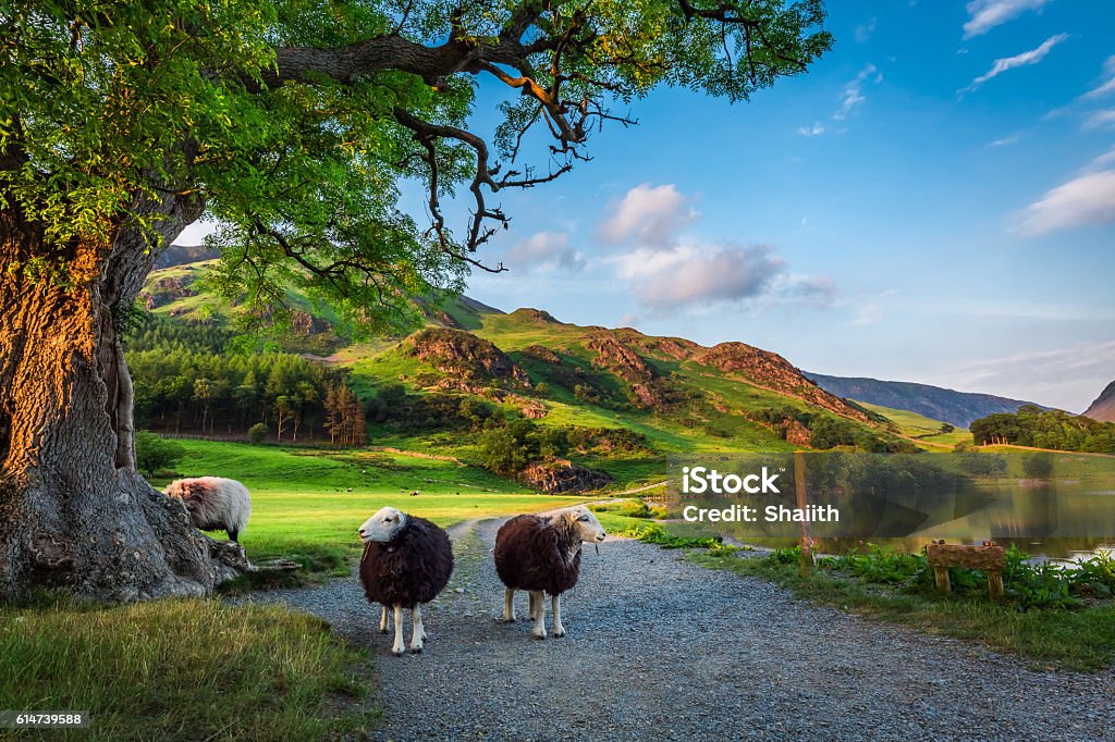 Two curious sheeps on pasture at sunset in Lake District Two curious sheeps on pasture at sunset in the Lake District, England Cumbria Stock Photo