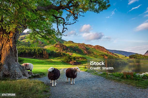 Two Curious Sheeps On Pasture At Sunset In Lake District Stock Photo - Download Image Now
