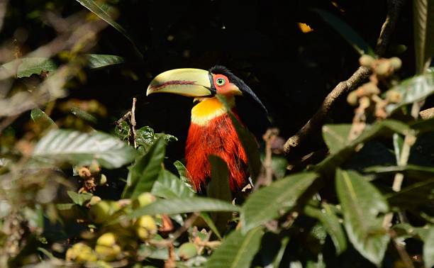 grünschnabel-toucan - dottertukan stock-fotos und bilder