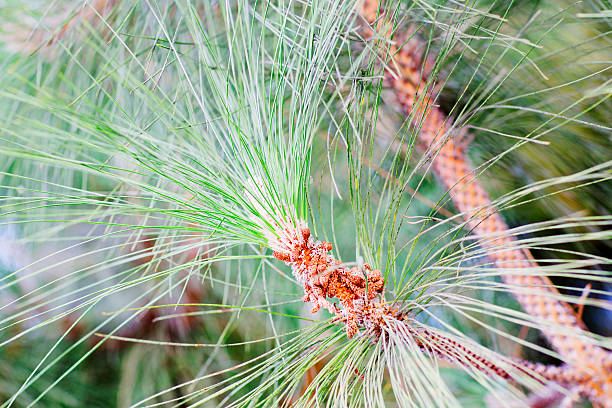 istock Summer background of fir branches. 614740288