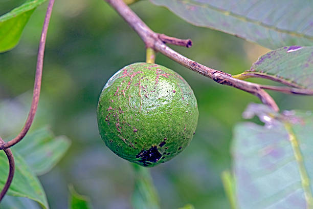 istock Immature Cattley guava, in the tree 614741216