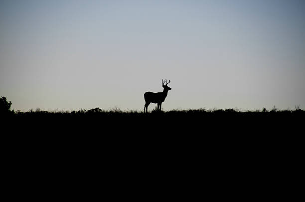 istock Mature Buck in Silhouette 614741244