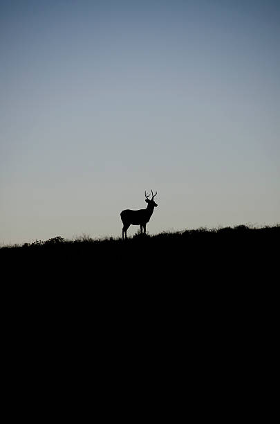 istock Mature Buck in Silhouette 614741250