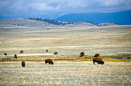Dozens of bison graze in a high mountain field with the Rocky Mountains in the background.  It's late Spring and the mountains are still full of snow, with storm clouds rolling in, but the buffalo seem undisturbed.