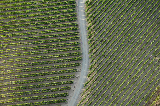 Early morning arial view of vineyards and a road in Napa Valley. P