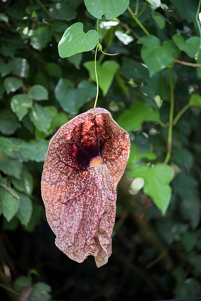 istock Brazilian dutchman's pipe, a strange and huge flower 614743100