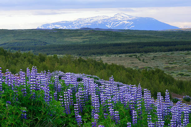istock Lupines with Mountain Background in Iceland 614743332
