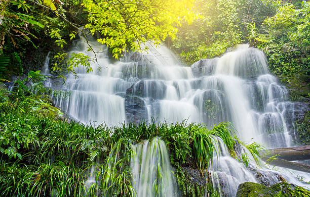 istock fresh green plant and rock  Waterfall rain season 614744094