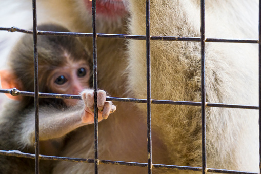 Baby monkey grasping cage with mother 