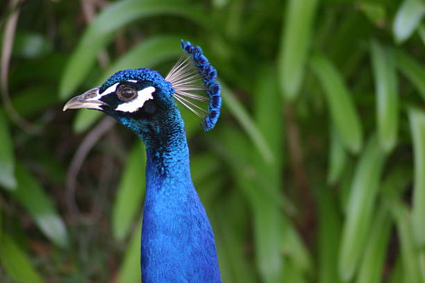 istock Beautiful peacock showing its feathers 614745052