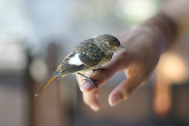 istock BirdSick BirdSick BirdSick Bird 614745588