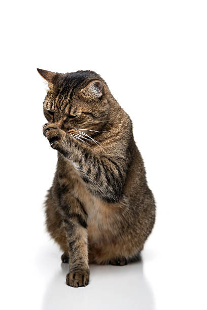 istock Cute adult tabby cat licking himself isolated 614745998