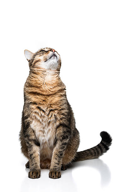 istock Cute adult cat looking up isolated 614746016