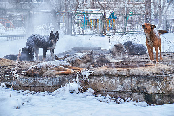 istock Homeless dogs in winter 614747458