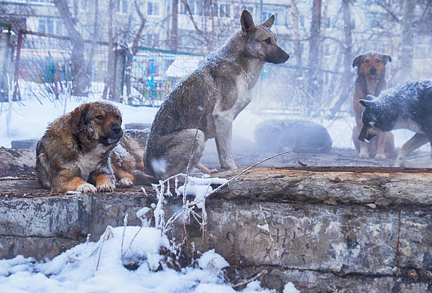 istock Homeless dogs in winter 614747460