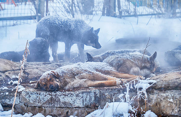 istock Homeless dogs in winter 614747464