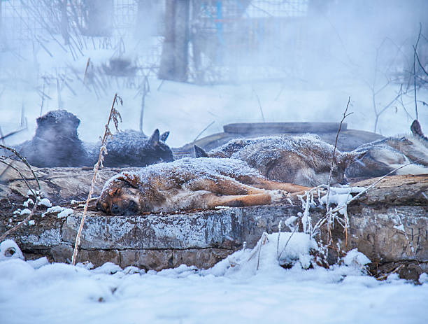 istock Homeless dogs in winter 614747466