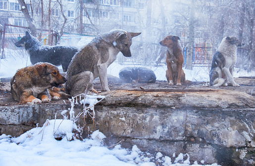 Perros sin hogar en invierno photo