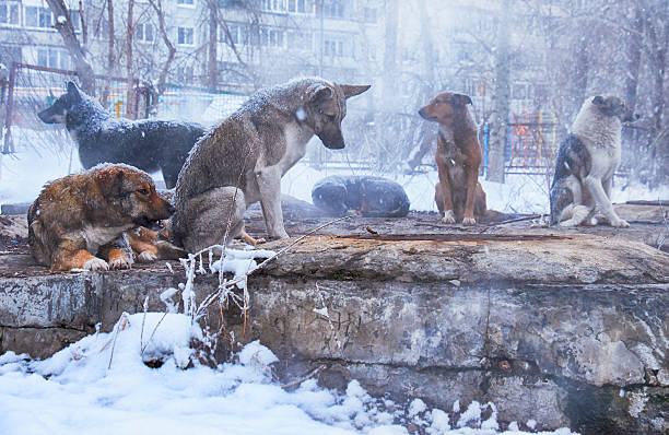 homeless dogs in winter - vagabundo imagens e fotografias de stock