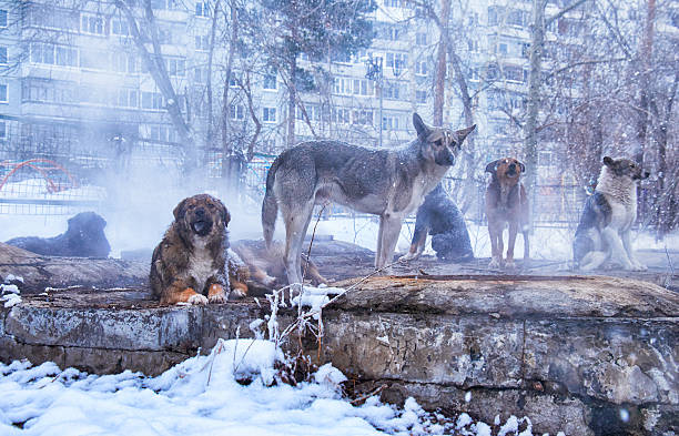 istock Homeless dogs in winter 614747478