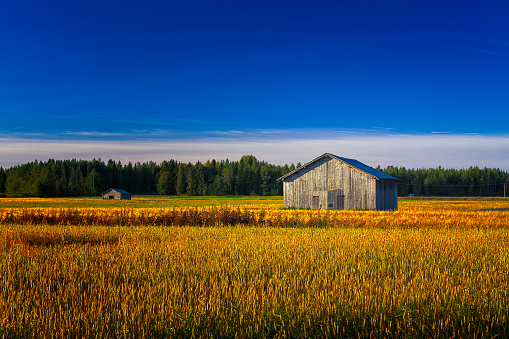 Two old barns standing in the middle of the wheat field in the Northern Finland. It's  a sunny autumn morning.