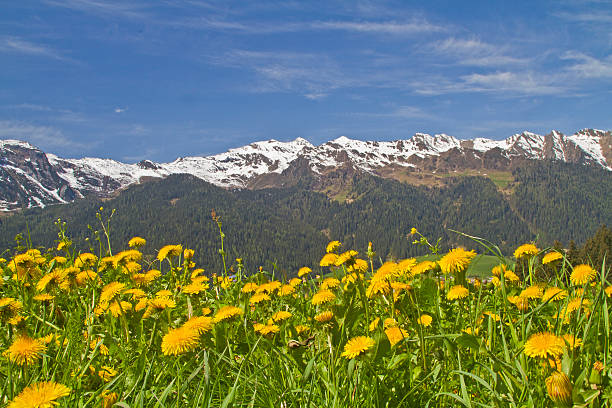 The San Juans in southern Colorado are a range of mountains that straddle the Continental Divide. This high altitude range is known for its wide-open landscape and abundant wildflowers. This meadow of dandelions was found below Potato Hill in the San Juan National Forest, Colorado, USA.