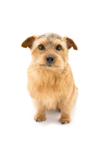 Close-up shot of cute little dog traveling by bus