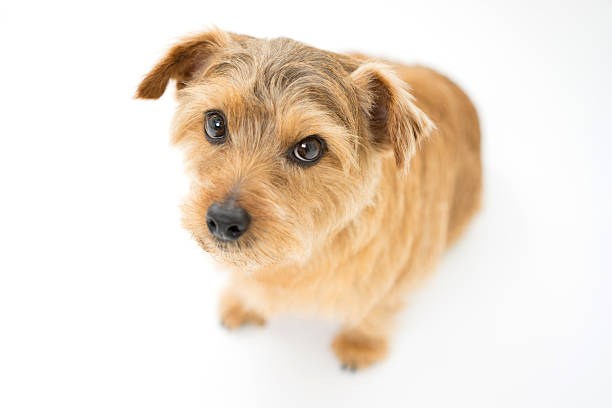 istock Portrait of a dog 614832408