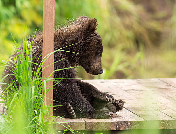istock Small brown bear on bridge fence to account for fish 614834978