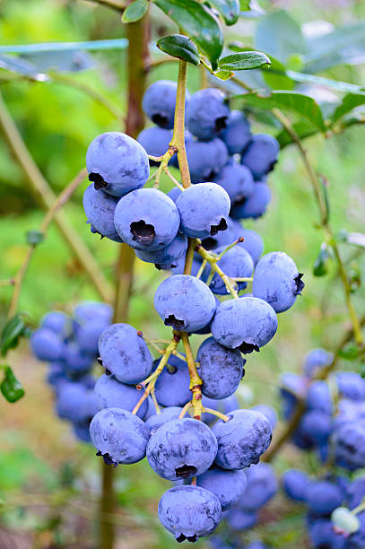 istock Branch of ripe blueberry 614835730