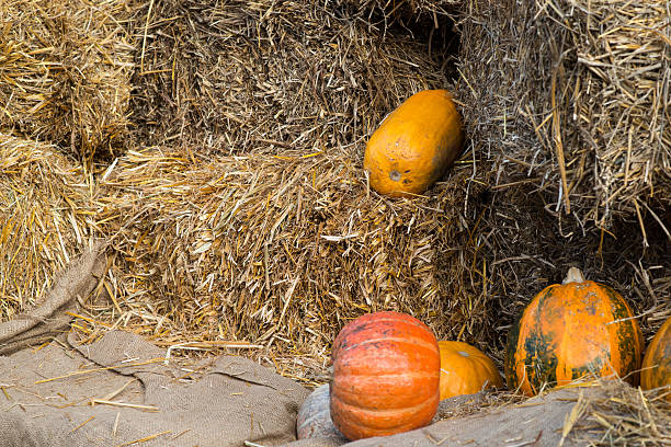 istock autumn harvest. autumn motives background 614836578