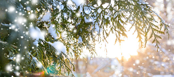 snowy tree branch at sunset stock photo