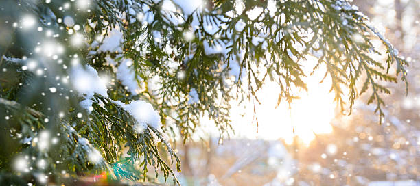 ramo árvore neve ao pôr do sol - vibrant color forest ice snow - fotografias e filmes do acervo
